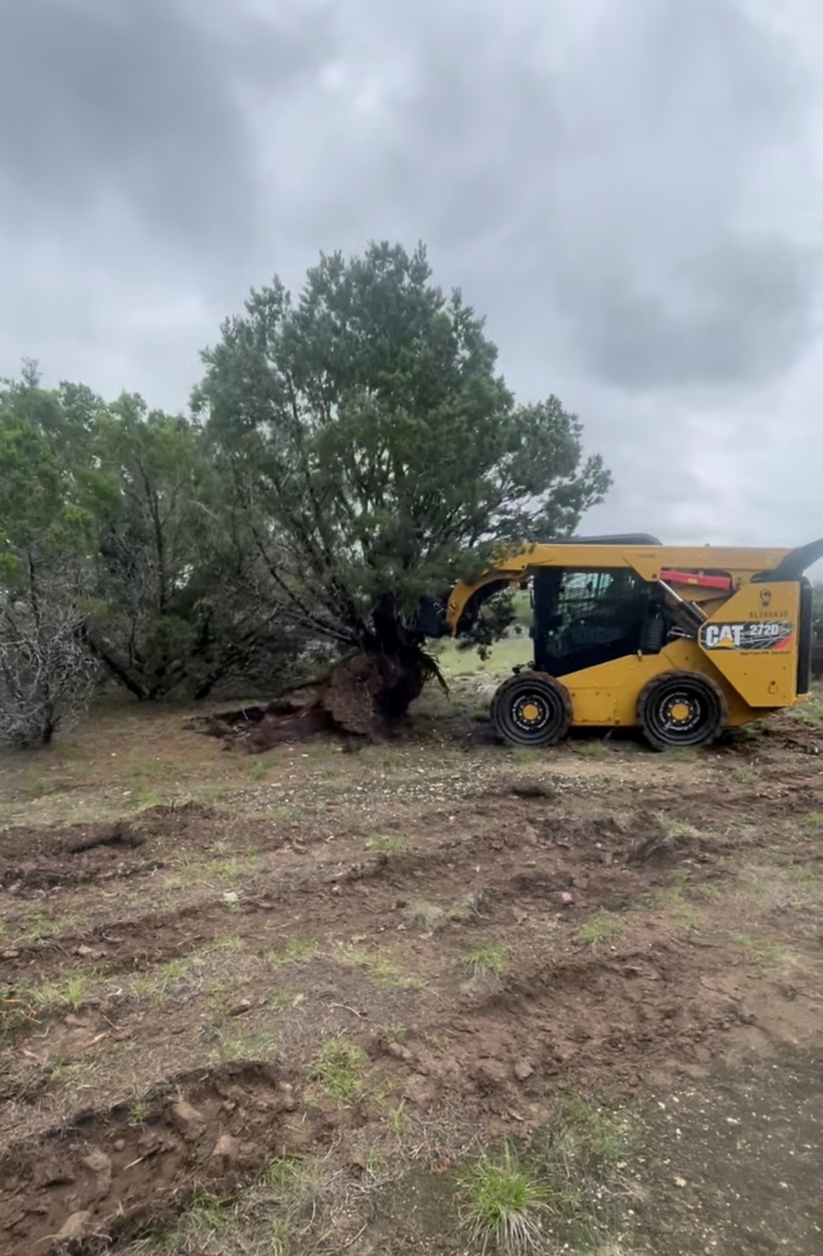 CAT 2720 skid steer uprooting tree during lot clearing in Burnet TX