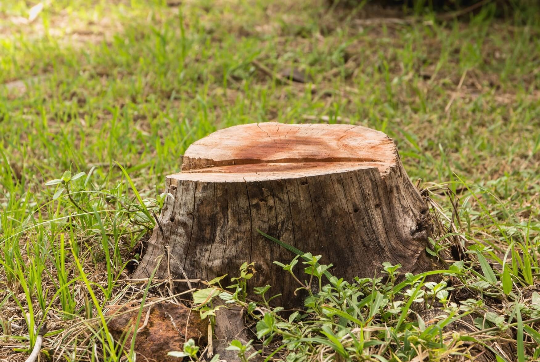 Fresh-cut tree stump in green grass — stump grinding service in the Highland Lakes Texas