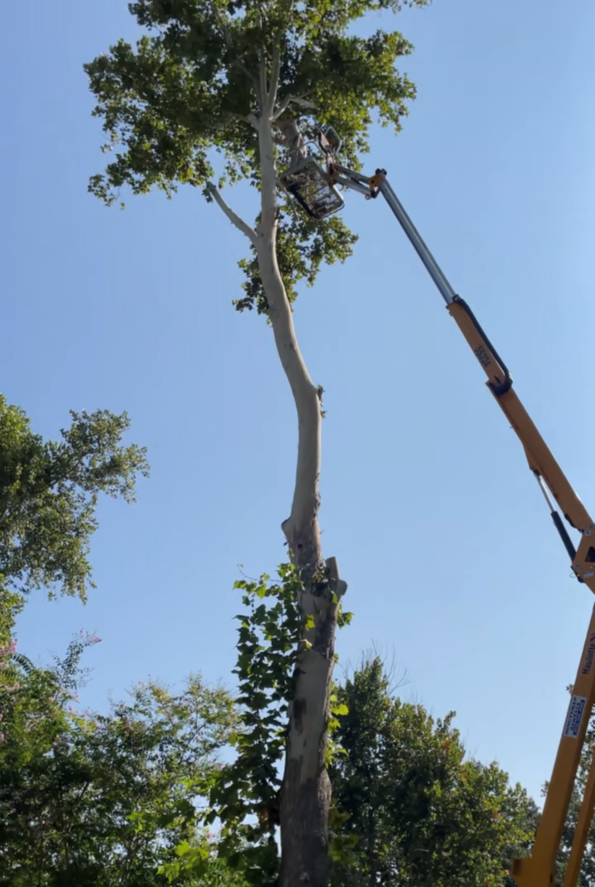 Bucket crane extended high to trim tall tree in Bluffton TX