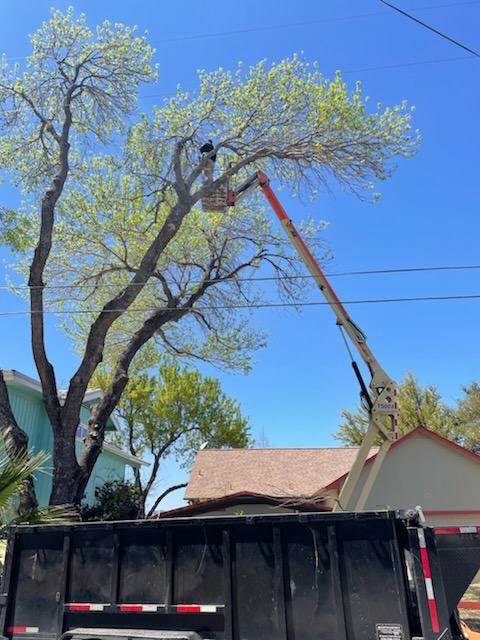 Crew member in bucket truck trimming tree over waterway in Horseshoe Bay TX