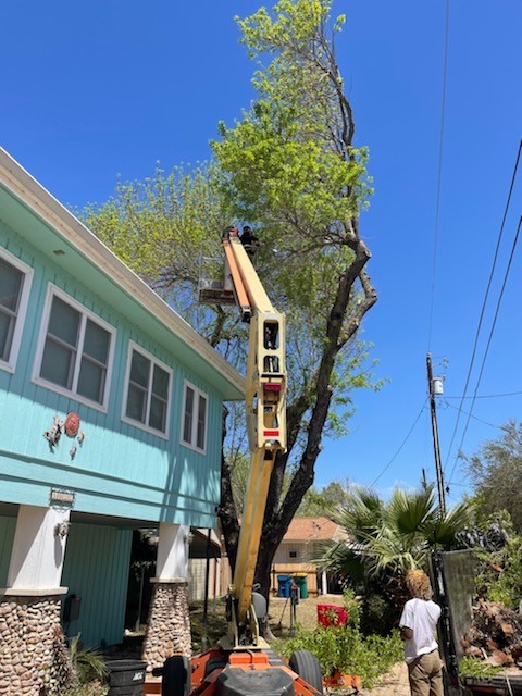 T500J boom lift trimming large trees at residential property in Kingsland TX